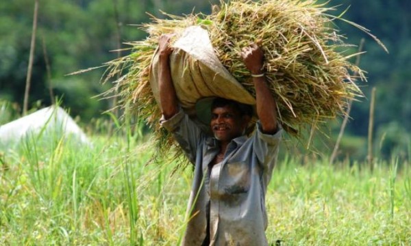 பயிர்ச் சேதங்களுக்கு உடனடியாக இழப்பீடு வழங்குமாறு அமைச்சர் பணிப்புரை 